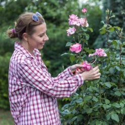 Gartenschere In Grau/ Orange -Freien Gartenserien Geschäft relaxdays gartenschere in grau orange 2